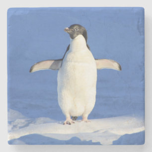 Posavasos De Piedra Pequeño pingüino de pie en el hielo