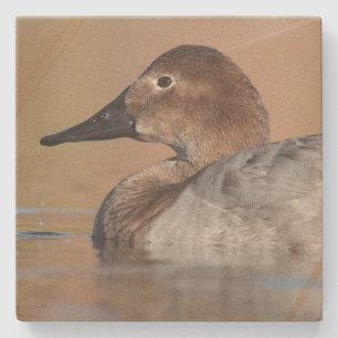 Posavasos De Piedra Perfil de pato de la captación femenina