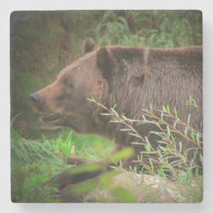 Posavasos De Piedra Perfil del oso pardo