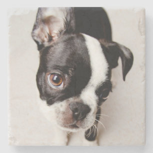 Posavasos De Piedra Perrito de Edison Boston Terrier