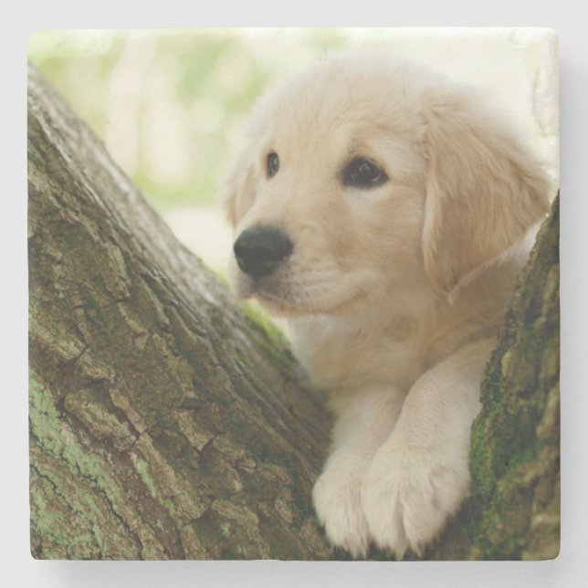 Posavasos De Piedra Perrito de Labrador que se sienta en un ajuste del (Anverso)