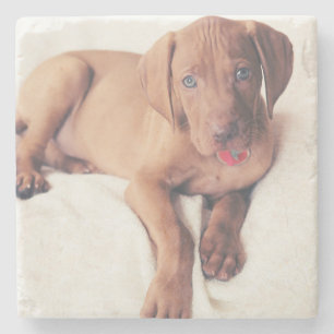 Posavasos De Piedra Perrito de Vizsla del húngaro