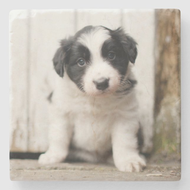 Posavasos De Piedra Perrito del border collie (Anverso)