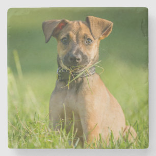 Posavasos De Piedra Perrito en la hierba