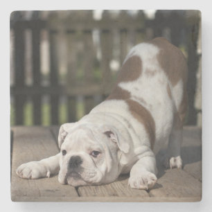 Posavasos De Piedra Perrito inglés del bulldog