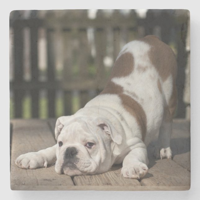 Posavasos De Piedra Perrito inglés del bulldog (Anverso)