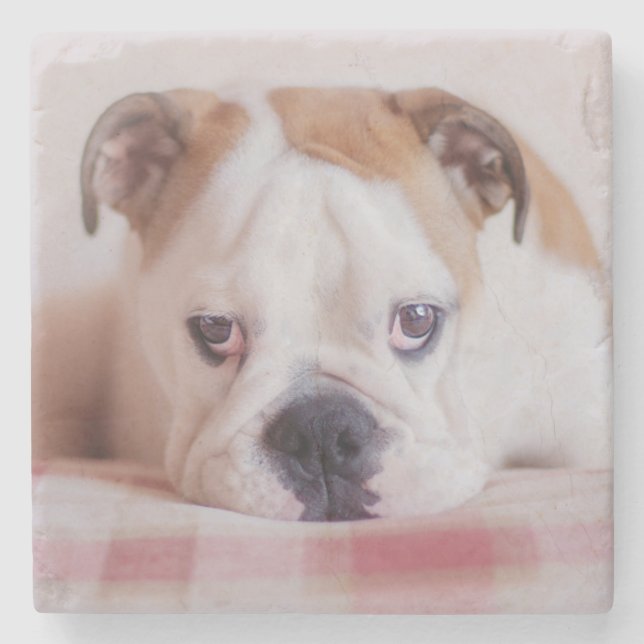 Posavasos De Piedra Perrito inglés tímido del bulldog (Anverso)