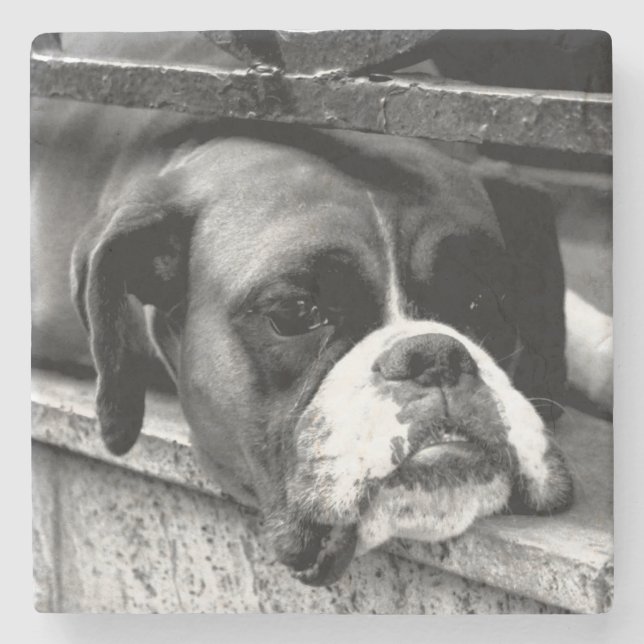 Posavasos De Piedra Perro Boxer En El Coastercnm De Windowsill (Anverso)
