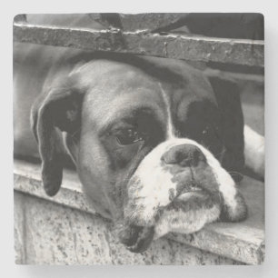 Posavasos De Piedra Perro Boxer en el coasterisco de Windows