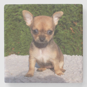 Posavasos De Piedra Perro cachorro chihuahua