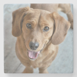 Posavasos De Piedra Perro Cute