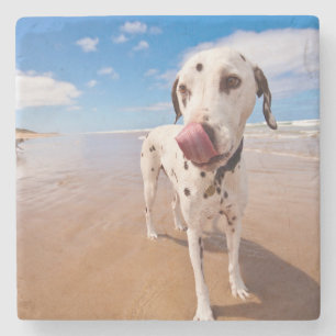 Posavasos De Piedra Perro dálmata en la playa