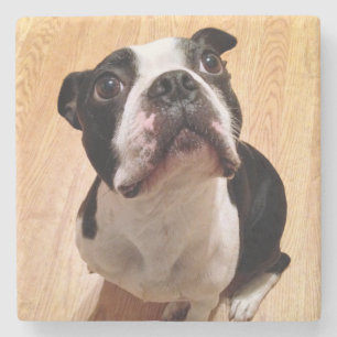 Posavasos De Piedra Perro de Boston Terrier