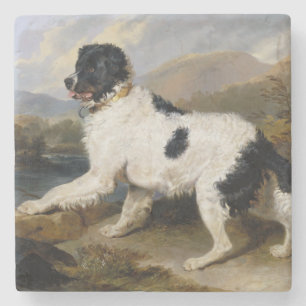 Posavasos De Piedra Perro de Terranova (animal blanco y negro)