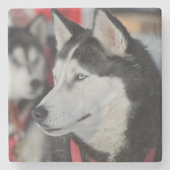 Posavasos De Piedra Perro Husky antes de una carrera, Canadá (Anverso)