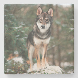 Posavasos De Piedra Perro Lobo Stone Coaster