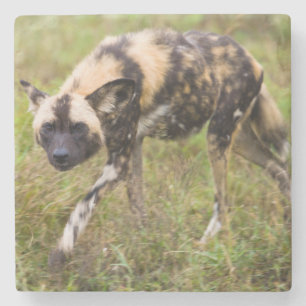 Posavasos De Piedra Perro salvaje africano (Lycaon Pictus), juego de M