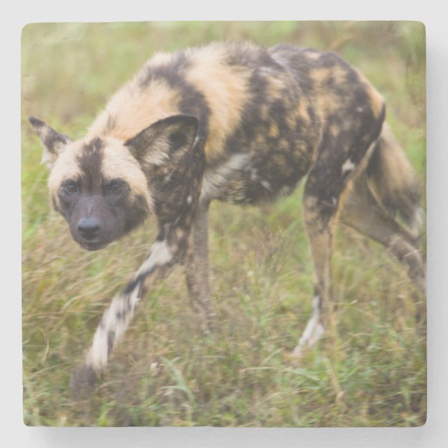 Posavasos De Piedra Perro salvaje africano (Lycaon Pictus), juego de M (Anverso)