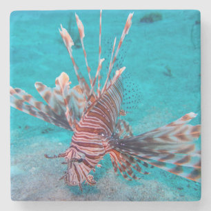 Posavasos De Piedra Pescados rojos hermosos del león