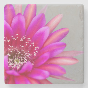 Posavasos De Piedra Pétalos de flores de cactus rosados vibrantes