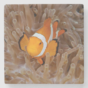 Posavasos De Piedra Pez payaso - Molokai, North Shore Cliff