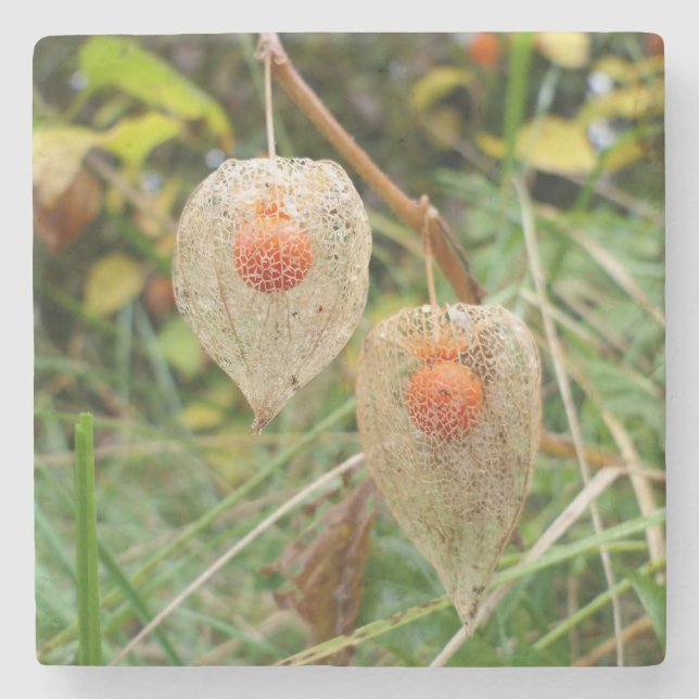 Posavasos De Piedra Physalis alkekengi (Anverso)