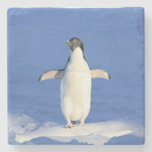 Posavasos De Piedra Pingüino gracioso en foto de hielo