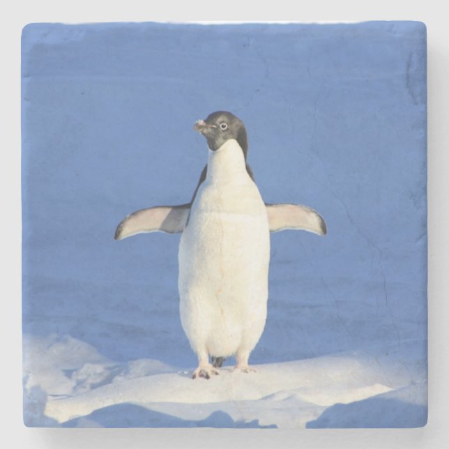 Posavasos De Piedra Pingüino gracioso en foto de hielo (Anverso)