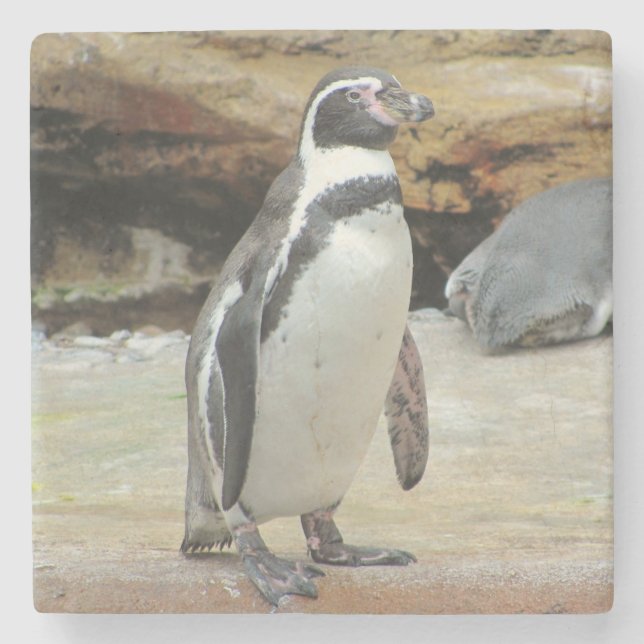Posavasos De Piedra Pingüino solo (Anverso)