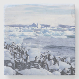 Posavasos De Piedra Pingüinos de Adelia Pygoscelis adeliae