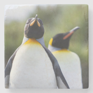 Posavasos De Piedra Pingüinos de rey