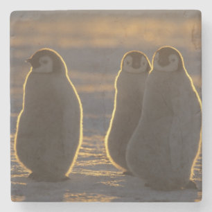 Posavasos De Piedra Pingüinos Emperadores