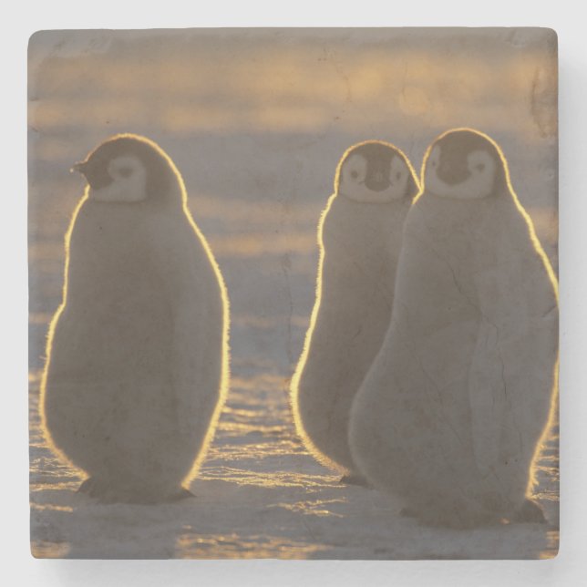 Posavasos De Piedra Pingüinos Emperadores (Anverso)