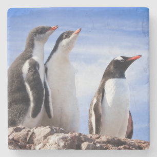 Posavasos De Piedra Pingüinos en la Antártida