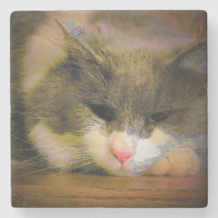 Posavasos De Piedra Pink the Cat Sullen Mood Sad Kitty