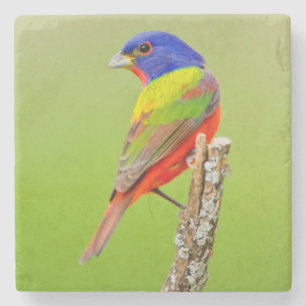Posavasos De Piedra Pintorilla (Passerina ciris) Macho Posado