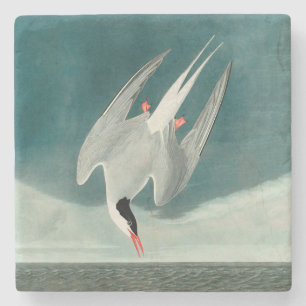 Posavasos De Piedra Pintura de aves silvestres de charrán ártico de Au