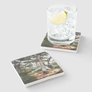 Posavasos De Piedra Pintura de bosque de pino de Pinus pinea
