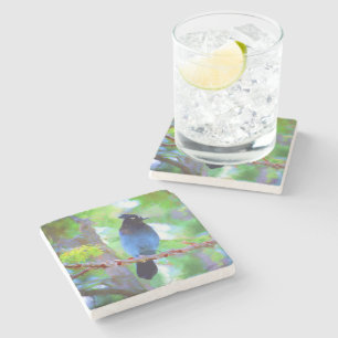 Posavasos De Piedra Pintura de Jay de Steller - Arte de pájaro origina