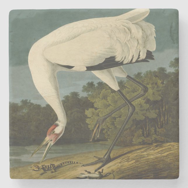 Posavasos De Piedra Pintura de pájaro de Crane Audubon (Anverso)