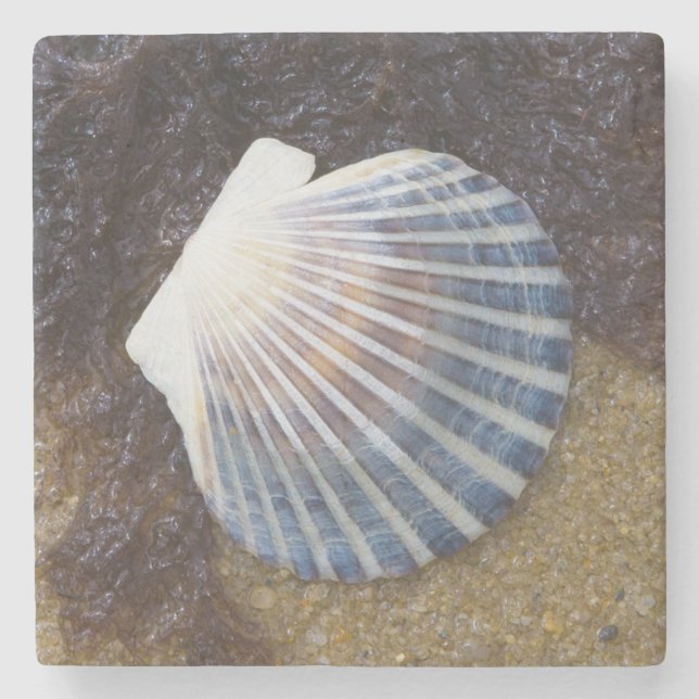 Posavasos De Piedra Piscina de marea (Anverso)