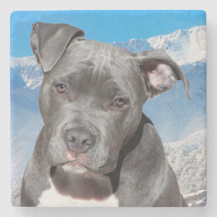 Posavasos De Piedra Pitbull