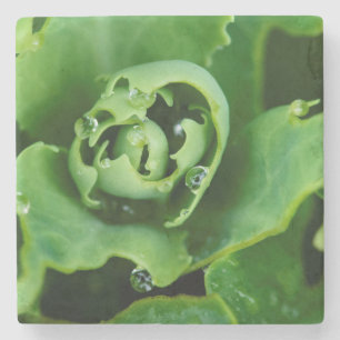 Posavasos De Piedra Planta suculenta en primer plano con gotas de agua