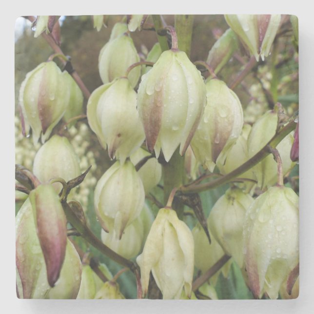 Posavasos De Piedra Planta Yucca (Anverso)