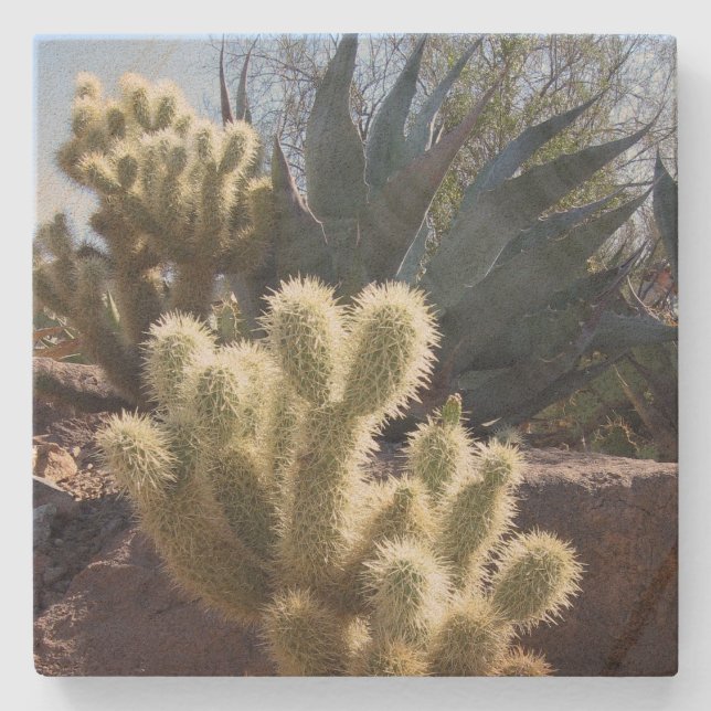Posavasos De Piedra Plantas del desierto Parque Nacional Saguaro Arizo (Anverso)