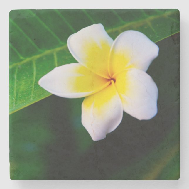 Posavasos De Piedra plumeria (Anverso)