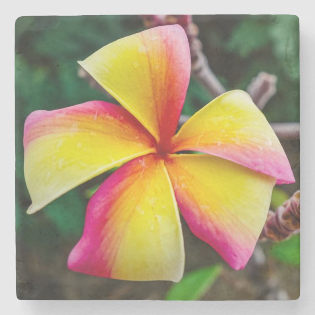 Posavasos De Piedra Plumeria rubra (Anverso)