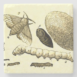 Posavasos De Piedra Polilla del gusano de seda el   de la imagen el  