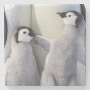 Posavasos De Piedra Polluelo del pingüino de emperador