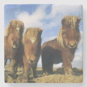Posavasos De Piedra Poni de Shetland, tierra firme Islas Shetland,